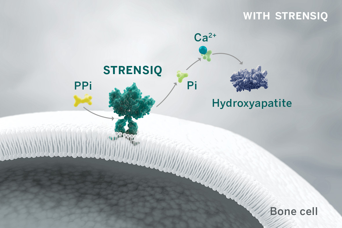 Strensiq® replaces the deficient tissue-nonspecific alkaline phosphatase (TNSALP) enzyme (2)